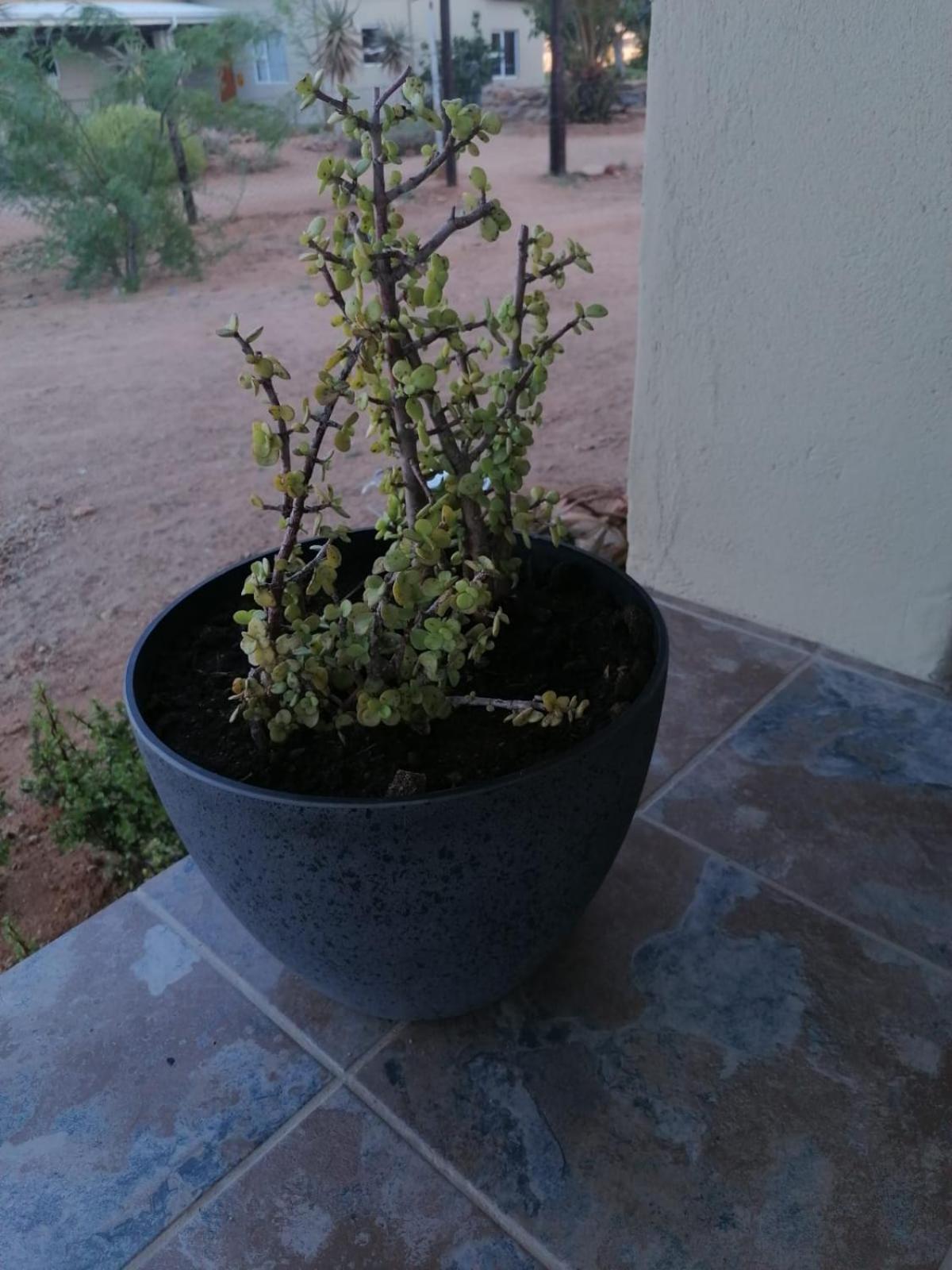Apollis Cottage Springbok Zewnętrze zdjęcie